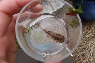 A lamprey amocyte in a clear cup