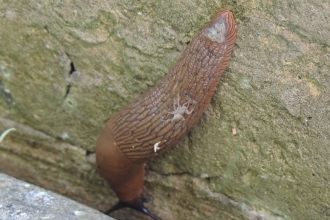 A spider appears stuck on a slug crawling on a wall