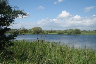 Nene Wetlands