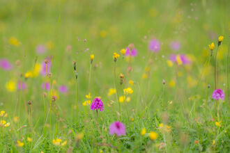 Pyramidal Orchid at Barnack Hills and Holes NNR 