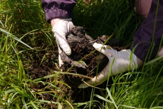 Gloved hands sifting through a cow pat