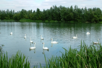 Swans at Summer Leys