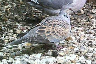 Turtle dove