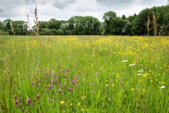 Southorpe Meadow