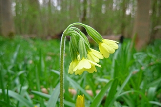 Oxlip in Gransden Wood