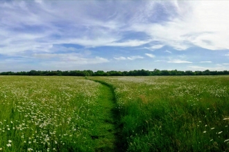 Meadow in Cambourne Nature Reserve