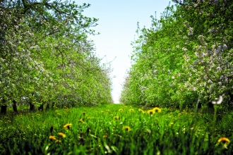 Apple orchard by Steve Byrne