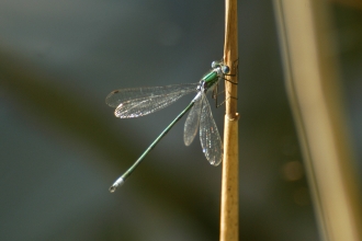 emerald damsel fly
