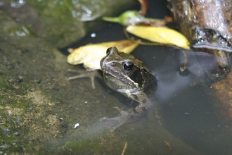 amphipians