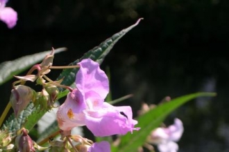 Himalayan Balsam 