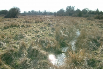 Shepreth L Moor credit. Mark Ricketts