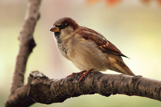 Sparrow