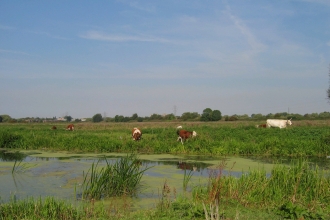 Stanground Wash credit. Wildlife Trust