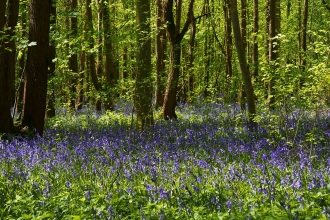 Waresley & Gransden Woods