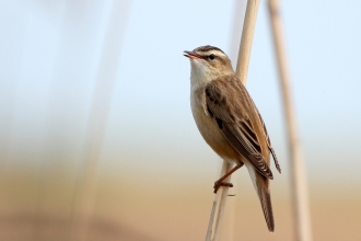 Sedge warbler