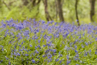 Bluebell woodland