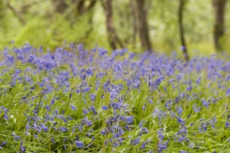 Bluebell woodland 