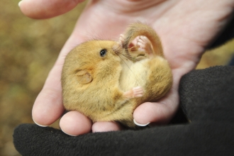 Hazel dormouse