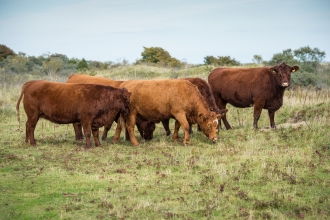 Conservation cattle grazing 