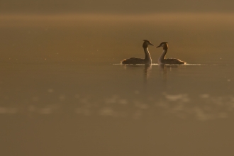 Great Crested Grebe