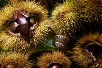 Autumn - sweet chestnuts