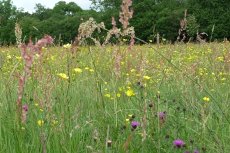 Fancott Meadows credit. Wildlife Trust