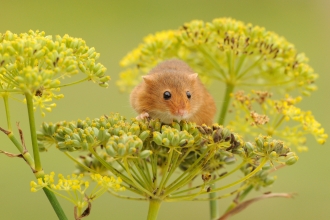 Mammal - Harvest mouse