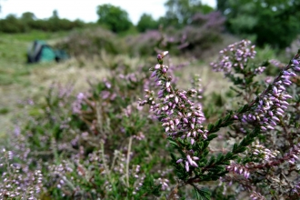 heather at coopers hill