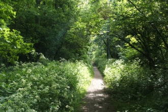 Woodland path in Kings's Wood in Northamptonshire