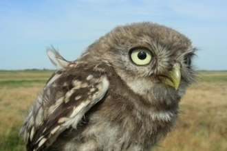Little Owl