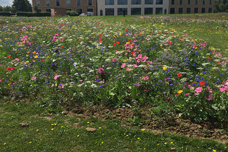 Cranfield University winning garden Wildlife at Work