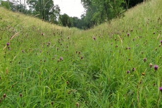 Pingle Cutting credit. Wildlife Trust