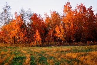 trees in Autumn