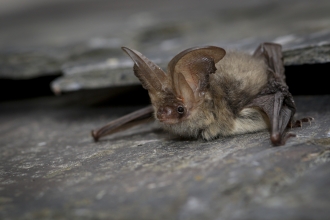 Brown Long-eared bat