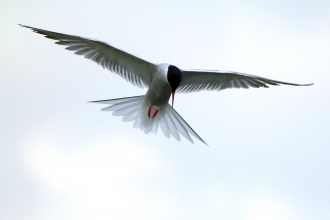 Common tern in flight, looking down