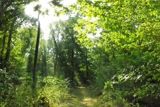 Hardwick Wood