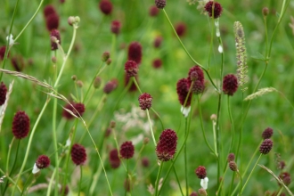 Great Burnet at Boddington Meadow NR 