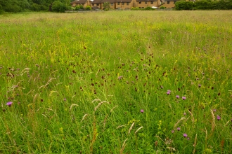 Great oakley meadow 