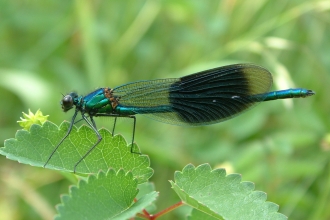 Banded Demoiselle on Great Burnet at Mill Crook