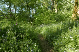 Woodland flowers in High Wood NR