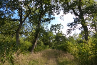 Oak trees and coppice plots at Hayley Wood 