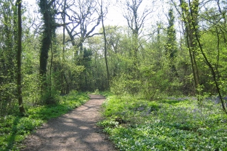 Thorpe Wood credit. Peter Wakely / English Nature