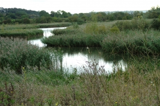 Storton's Pits credit. Wildlife Trust