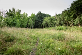 Woodwalton Marsh 