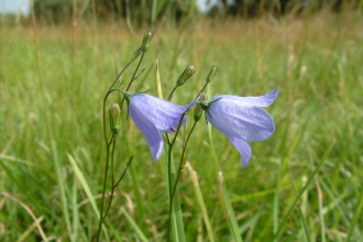 Wansford Pasture harebells