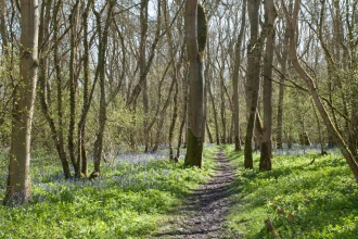 Wistow wood 