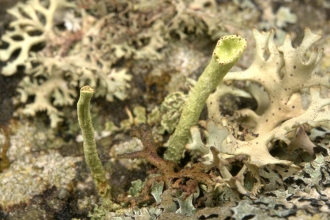 Cladonia sulphurina among other lichens - Brian Eversham