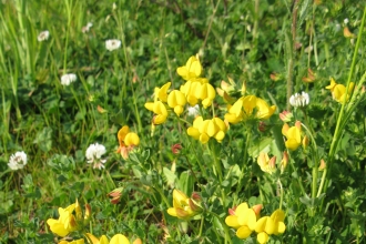 Bird's-foot trefoil 