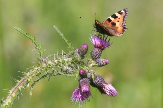 Small tortoiseshell on thistle