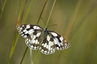 Marbled white 